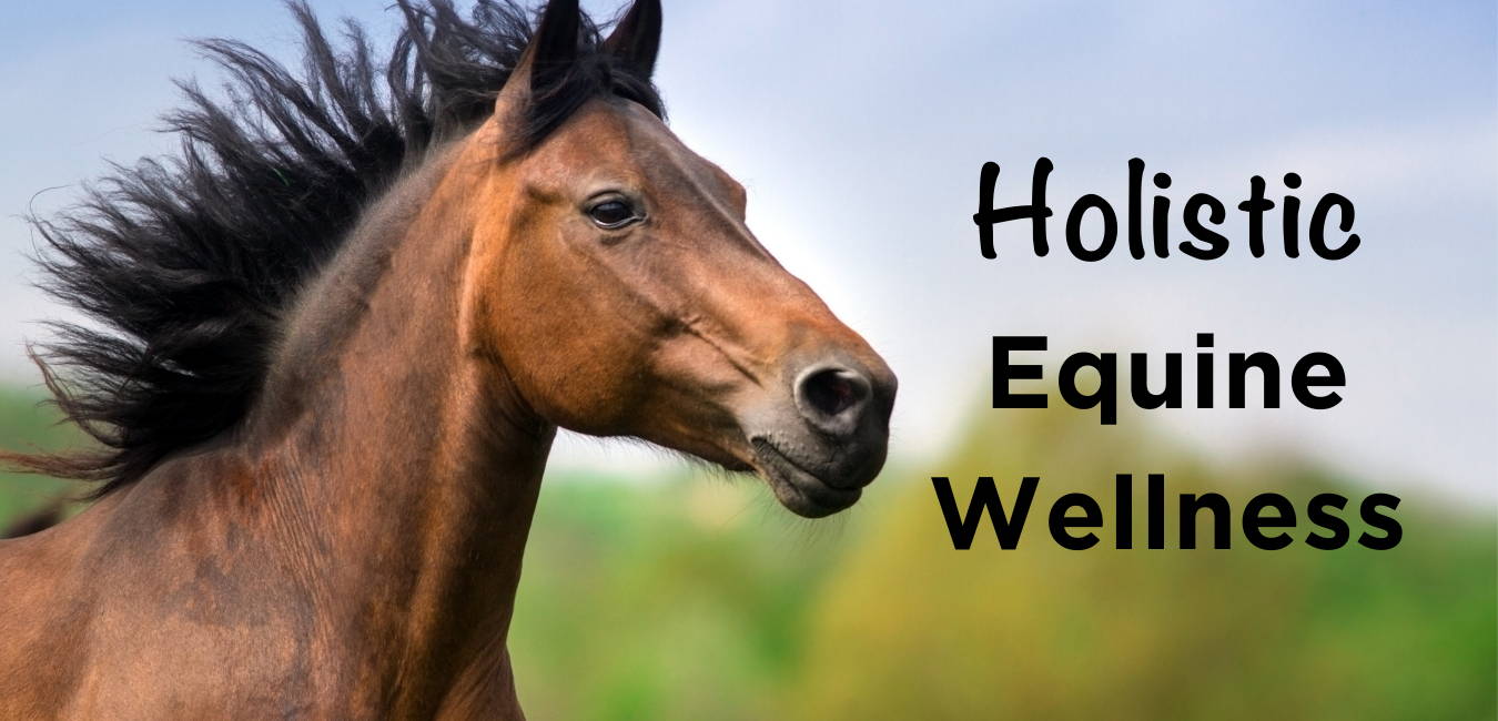 Three Simple Steps to Improve Your Horse’s Health and Wellness TODAY